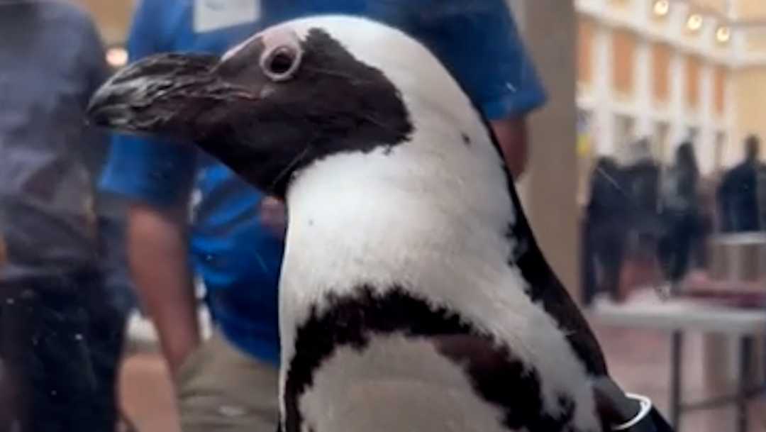 Pa. Capitol Zoo Day brings penguins, sloths and tortoises to Harrisburg