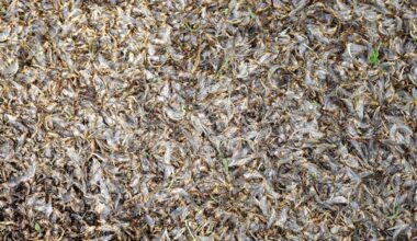 Almost over, Lake Erie's mayflies signal health