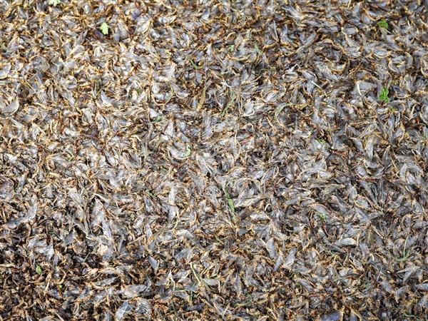 Almost over, Lake Erie's mayflies signal health