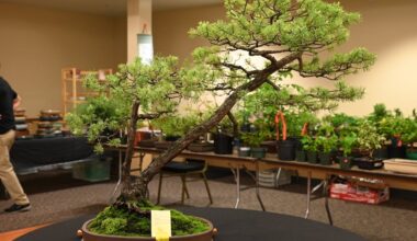 Bonsai Show