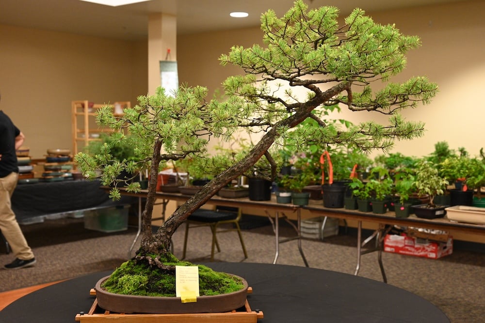 Bonsai Show