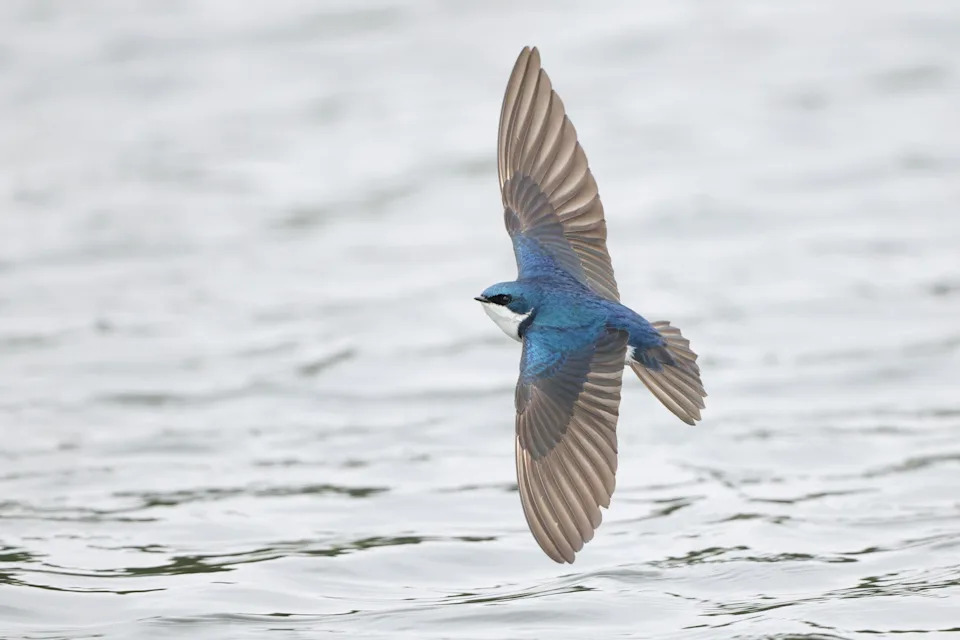 Tree swallows at Bird Canada's Long Point Bird Observatory are shrinking. University of Michigan researchers say insect loss is causing it.