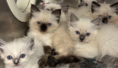 78 cats rescued from unsanitary Lancaster Township home