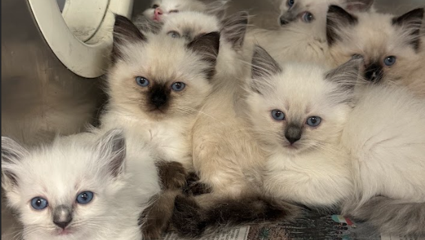 78 cats rescued from unsanitary Lancaster Township home