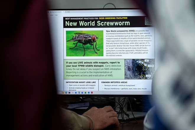 Governor Greg Abbott Holds A Press Conference On New World Screwworm In Texas AUSTIN, TEXAS - JUNE 5: A view inside the Texas Division of Emergency Management State Operations Center as they respond to the New World Screwworm threat on June 5, 2026 in Austin, Texas. The first case of New World Screwworm infection, since its eradication from the country in 1966, was reported in Texas Wednesday by the United States Department of Agriculture. (Photo by Joel Angel Juarez/Getty Images)