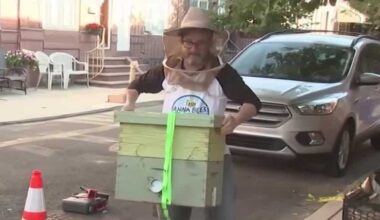 Philadelphia neighbors unite over bees living in a sewer