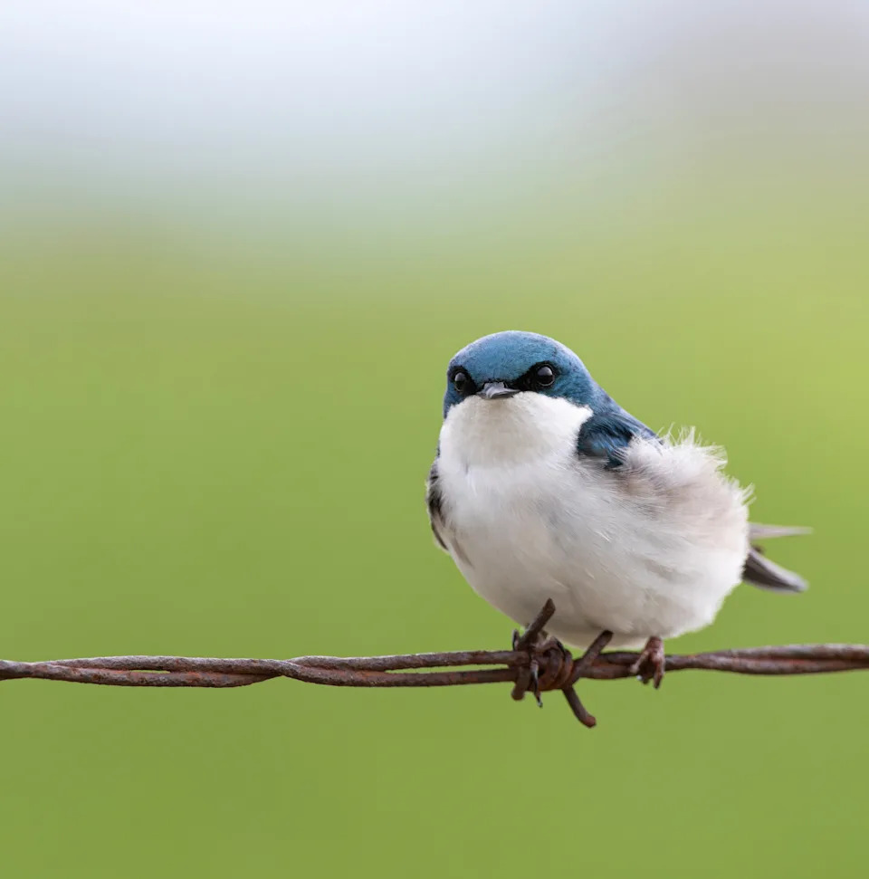 Tree swallows at Bird Canada's Long Point Bird Observatory are shrinking. University of Michigan researchers say insect decline is the cause.