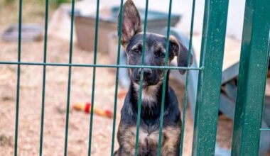 Over 60 Dogs Living in ‘Extreme Neglect’ Rescued From Pennsylvania Home