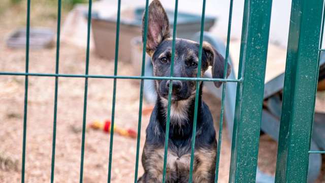 Over 60 Dogs Living in ‘Extreme Neglect’ Rescued From Pennsylvania Home