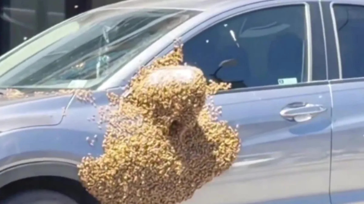 Thousands Of Bees Decide One Pennsylvania SUV Is The Place To Bee 🐝