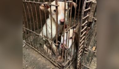 Over 60 dogs, cats rescued from deplorable conditions at Pittsburgh-area home, police say