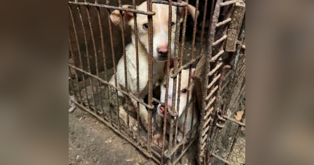 Over 60 dogs, cats rescued from deplorable conditions at Pittsburgh-area home, police say
