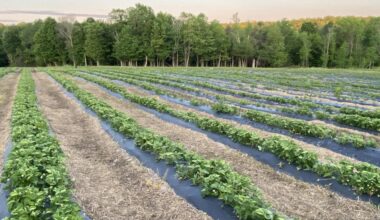 Strawberry festival brings month of berry picking to Lackawanna County