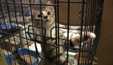 St. Cats and Dogs prepares for Kitten Shower