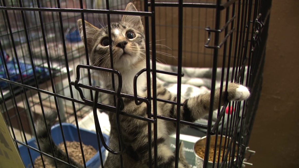 St. Cats and Dogs prepares for Kitten Shower