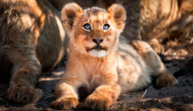 'Spicy' 2-Month-Old Lion Cub at the Pittsburgh Zoo Tries Her Hardest to Match Her Dad's Roar