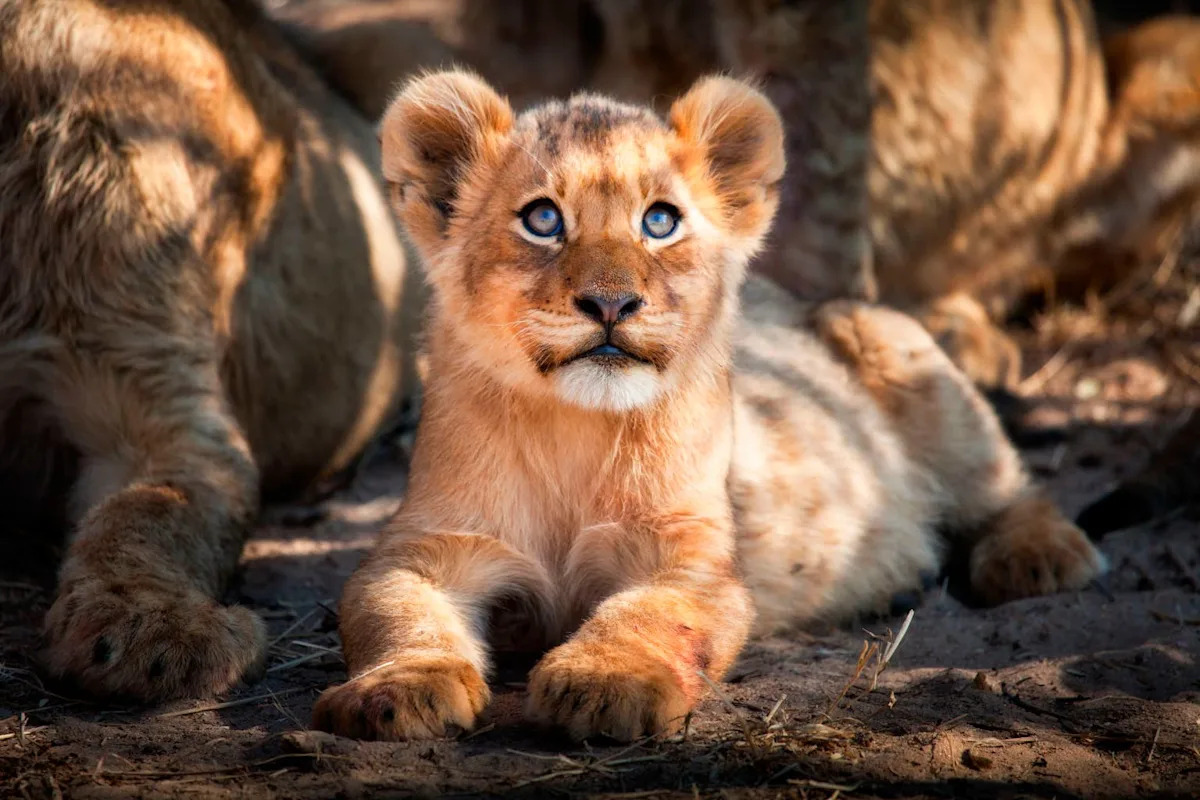 'Spicy' 2-Month-Old Lion Cub at the Pittsburgh Zoo Tries Her Hardest to Match Her Dad's Roar