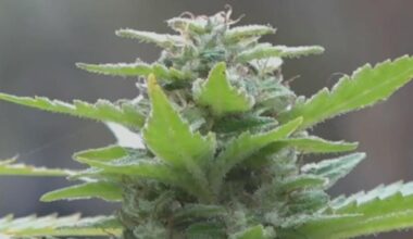 Pennsylvania lawmakers vote down marijuana oversight proposal