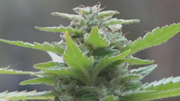 Pennsylvania lawmakers vote down marijuana oversight proposal