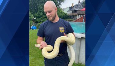 Boa constrictor found on raised pool deck in Pittsburgh backyard