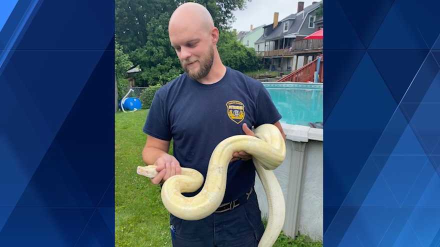 Boa constrictor found on raised pool deck in Pittsburgh backyard