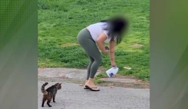 Pa. woman charged after allegedly pouring bleach in cat food