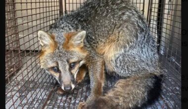 Wild fox found in Pittsburgh family's bathtub