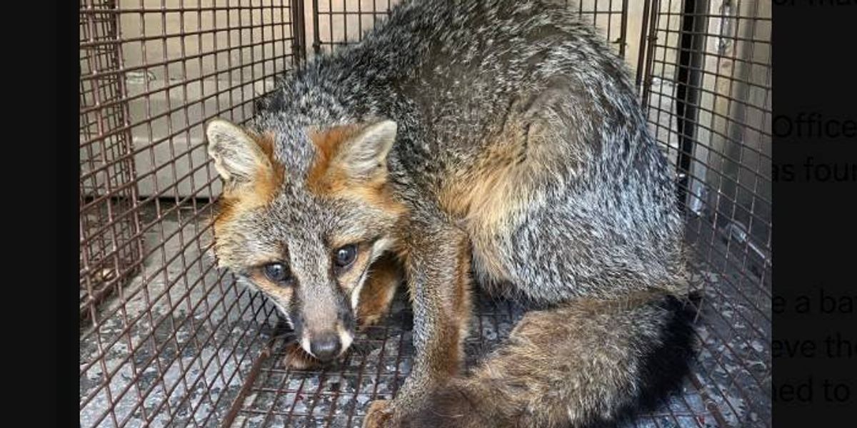 Wild fox found in Pittsburgh family's bathtub