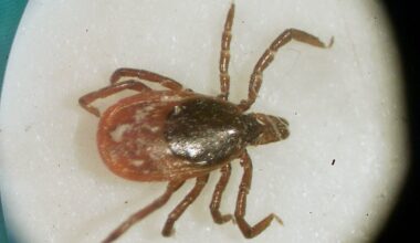 How Philly and Jersey are fighting tick and mosquito season