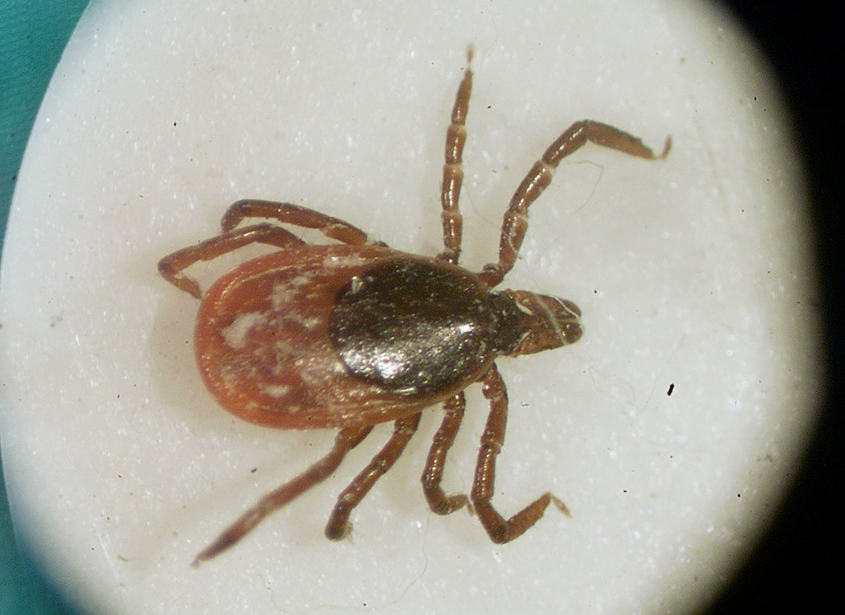 How Philly and Jersey are fighting tick and mosquito season