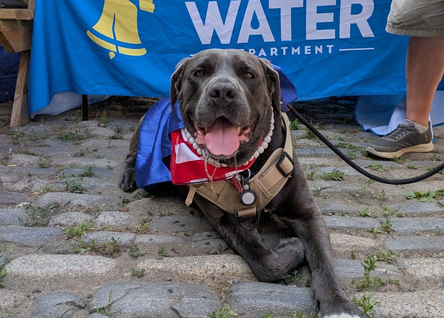Gracie, a large dark gray dog with a friendly expression, lies facing the camera on a cobblestone patio in front of a Philadelphia Water Department banner