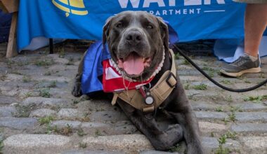 Gracie, a large dark gray dog with a friendly expression, lies facing the camera on a cobblestone patio in front of a Philadelphia Water Department banner