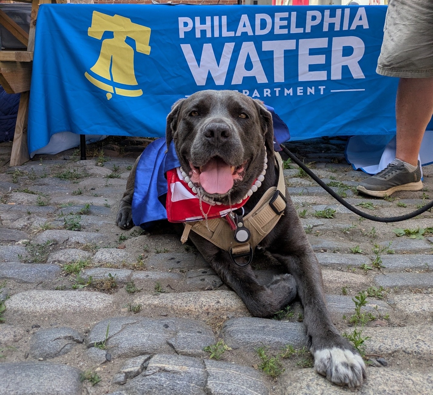 Gracie, a large dark gray dog with a friendly expression, lies facing the camera on a cobblestone patio in front of a Philadelphia Water Department banner