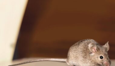 Researchers discover poison-resistant mutation in Philly mice