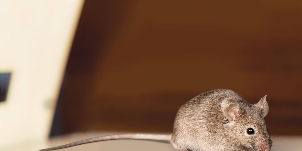 Researchers discover poison-resistant mutation in Philly mice