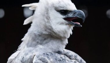National Aviary's new bird causing a buzz in Northeast