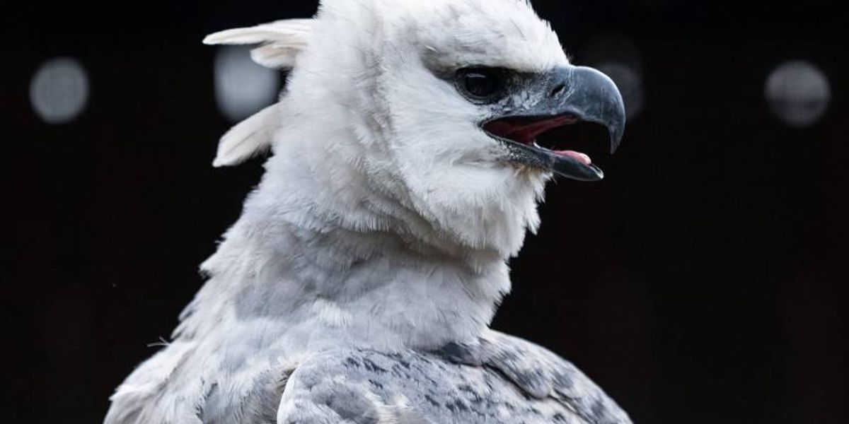 National Aviary's new bird causing a buzz in Northeast