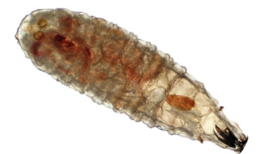 Pennsylvania Quarantine: Protecting Animals from New World Screwworm Threat