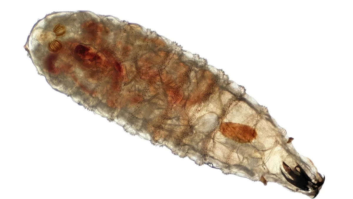 Pennsylvania Quarantine: Protecting Animals from New World Screwworm Threat