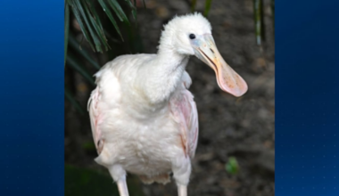 National Aviary welcomes Roseate Spoonbill chick to Wetlands habitat
