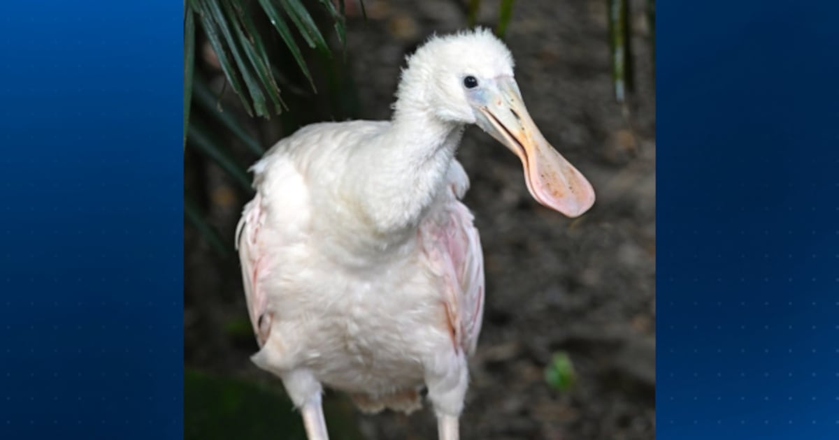 National Aviary welcomes Roseate Spoonbill chick to Wetlands habitat
