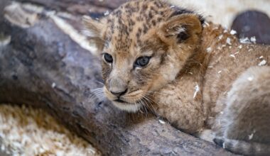You can help choose the name for Pittsburgh Zoo’s new baby lion – WPXI