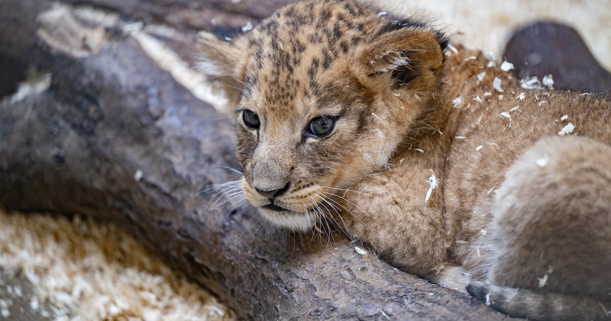 You can help choose the name for Pittsburgh Zoo’s new baby lion – WPXI
