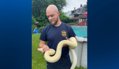 Large snake found lounging on pool deck at Mt. Oliver home