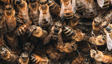 Thousands of bees disrupt Morgan Wallen's Pittsburgh concert setup