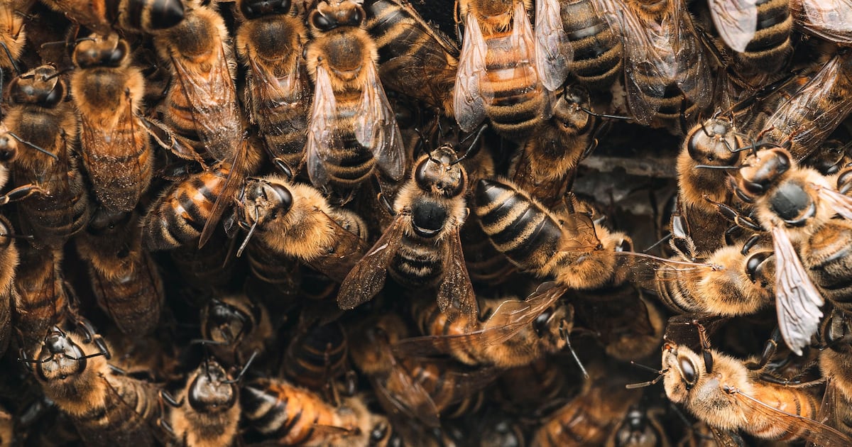 Thousands of bees disrupt Morgan Wallen's Pittsburgh concert setup