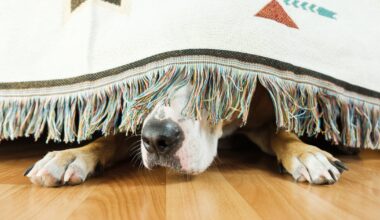 HARP provides tips to keep pets safe this Fourth of July – WPXI