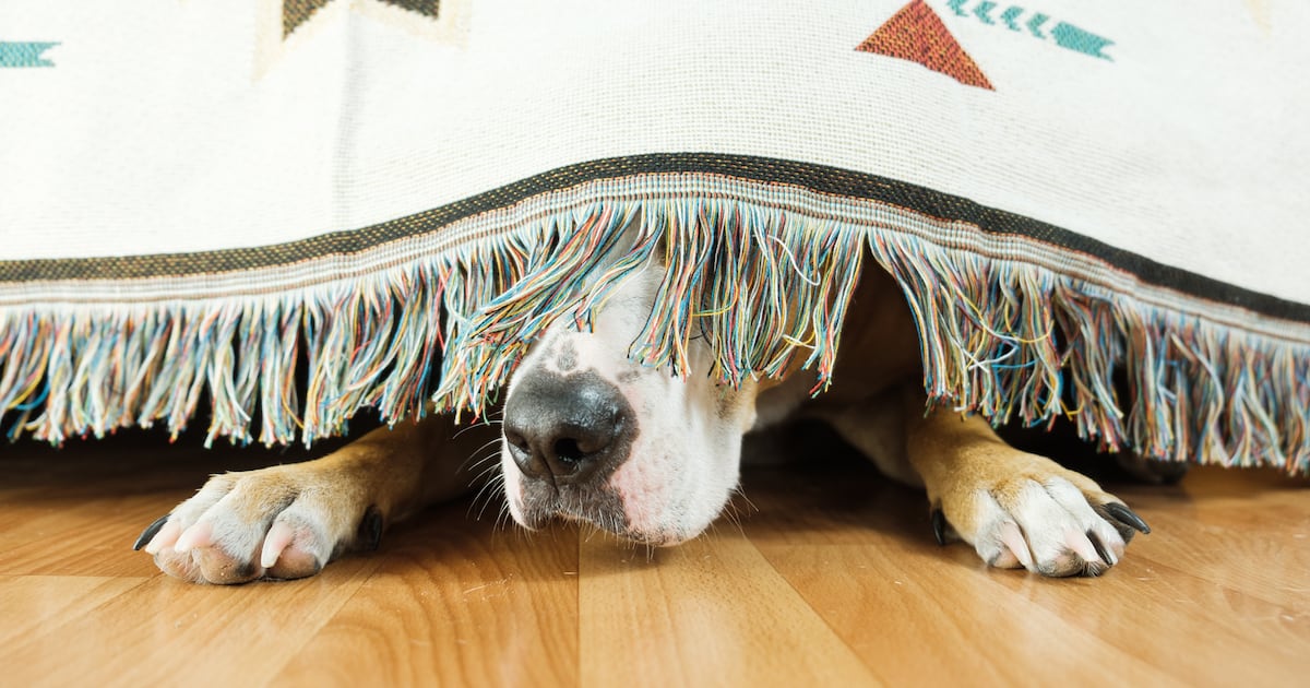 HARP provides tips to keep pets safe this Fourth of July – WPXI