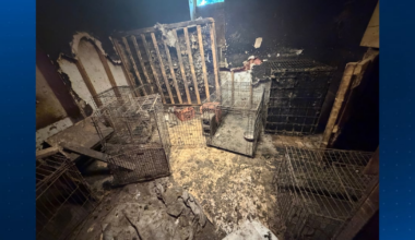 64 animals rescued from possible illegal kennel in Pittsburgh-area home, police say