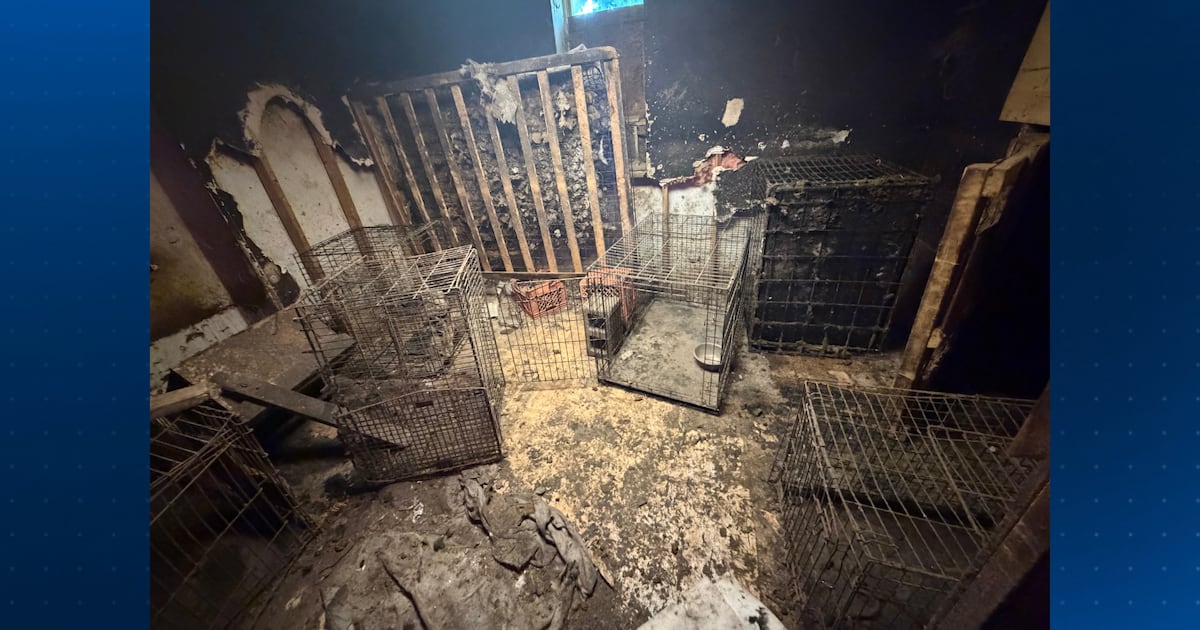 64 animals rescued from possible illegal kennel in Pittsburgh-area home, police say